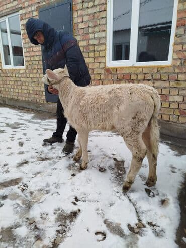 романский кой: В шарале двухмесячный тёлочка — 4