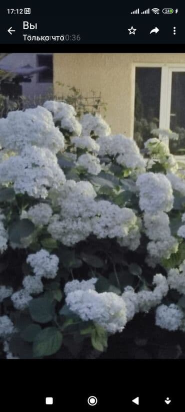 семена адениума купить: Көчөттөр гүлдүн: Флокстор — 16