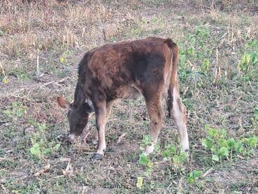 французский бульдог цена: Продаю | Музоо, торпок | Для молока — 7
