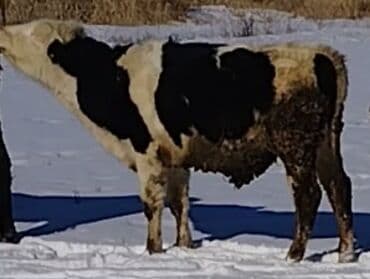 где купить кошку в бишкеке: Продаю | Бык (самец) — 1