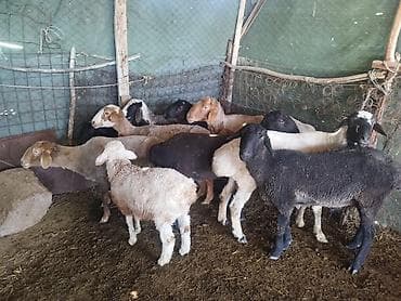 ежик живой: Продаю | Овца (самка) | Для разведения | Матка — 1