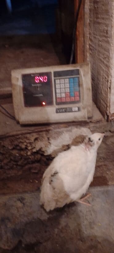 домик для кролика: Перепелка от суточных до несушек вывод каждые 3дня маточное поголовье — 7