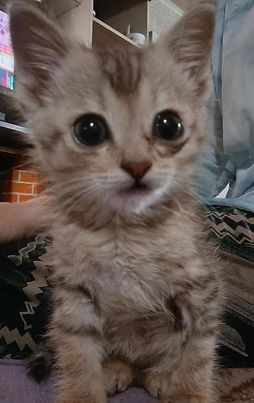 Кошка даром: Беспородная, 1 месяц, Мальчик, Приучена к лотку — 3