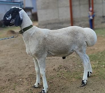 скупка раков: Продаю | Баран (самец) — 2