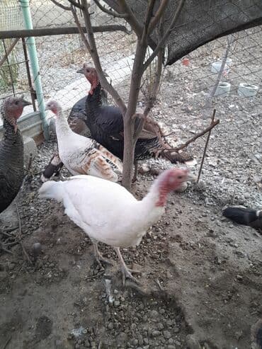 где можно купить йоркширского терьера: Продаю | Индюк (самец) | Для разведения | Племенные — 8