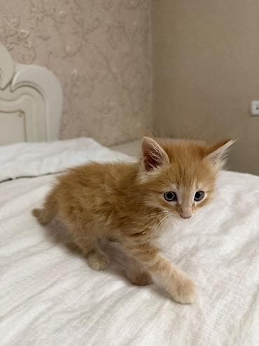 кошка мейкун: Мейн-кун, 1 месяц, Мальчик, Рыжий — 4