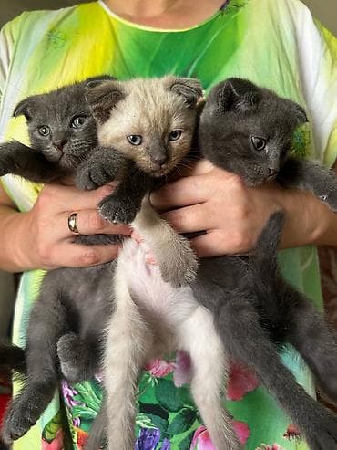 сиамская кошка цена бишкек: Котята серого и кремового окраса Страйки прямоухие 3000 тыс. (1 — 4