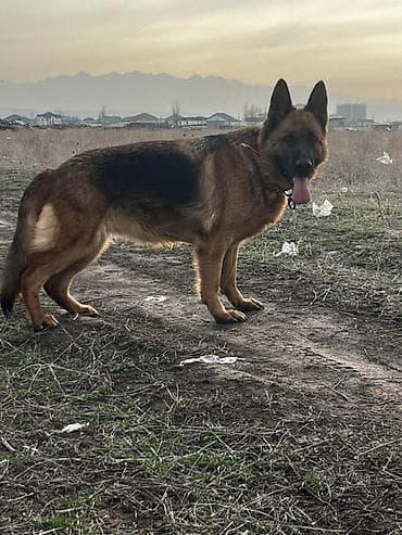 овчарка немецкая щенки: Обмен на шенка Авчарку — 1