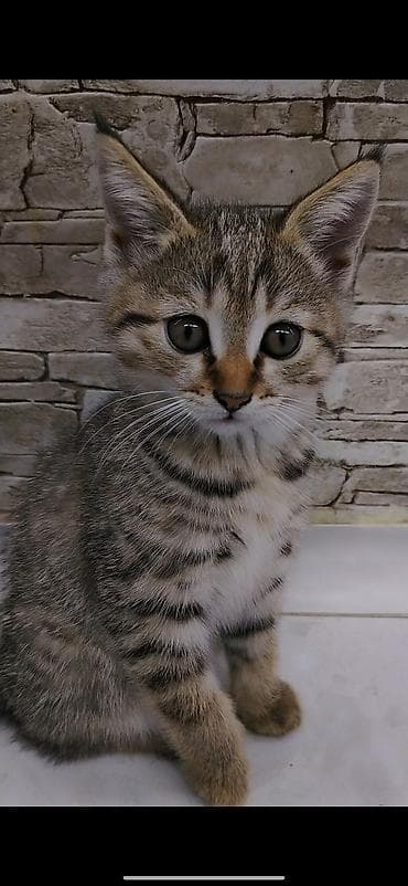 где можно взять кошку: Котёнку 2 месяца, к лотку приучена. Кушает корм, чистая, игривая — 1