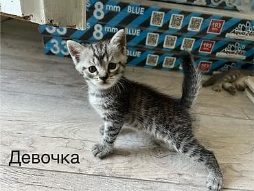 Животные: Шотландские котята: 1) девочка (Scottish fold) 2) девочка (Scottish — 3