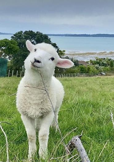 сколько стоит кошка в бишкеке: Продаю | Овца (самка), Баран (самец) | На забой — 1