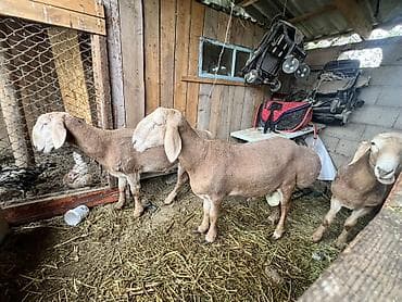 голден гусы: Продаю | Овца (самка) | Для разведения — 1