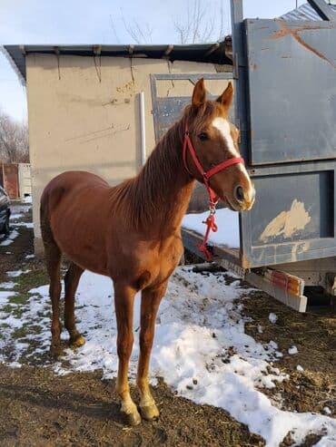 животные лошадь: Продаю | Жеребенок | Полукровка | Для разведения | Племенные — 9