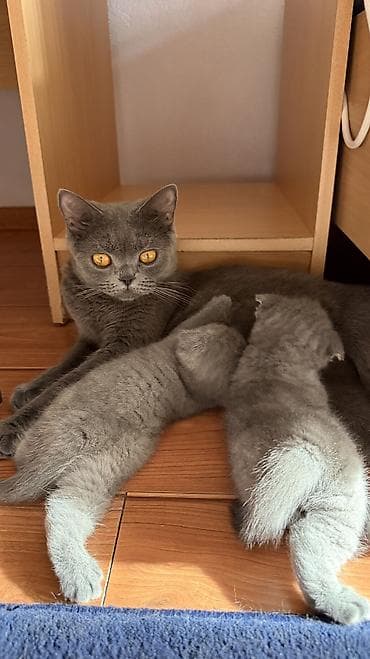 кошка шотландская: Шотландские котята, окрас голубой (серый). Один мальчик и три — 6