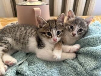 куда можно отдать собаку в бишкеке: Кошка даром: Беспородная, 2 месяца, Девочка, Приучена к лотку — 2