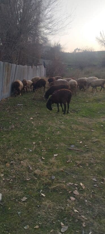 кролик купить декоративный: Продаю | Баран (самец) | На забой — 7