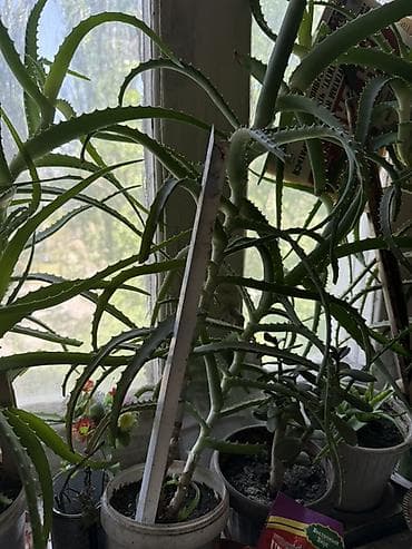 ред: Алоэ (Aloe arborescens/вера) – взрослые комнатные экземпляры в — 1