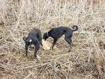 сколько стоит собака шпиц: Тайган, 11 месяцев, Самец, С прививкой — 5