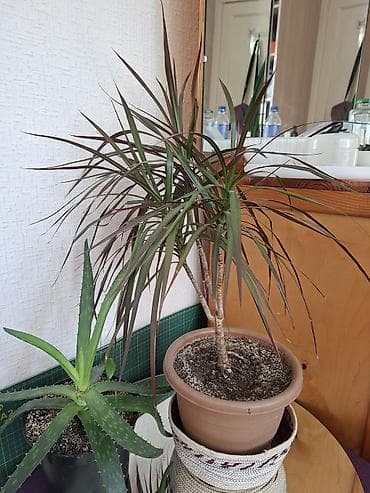 Драцена маргината (Dracaena marginata), комнатное растение в горшке — 2