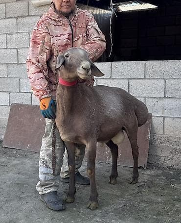 тай чика: Продаю | Баран (самец) | Арашан — 2