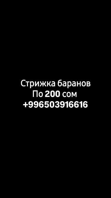 Стрижка баранов Профессиональная стрижка баранов для хозяйств и