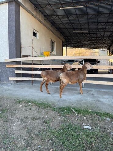 купить черную немецкую овчарку: Продаю | Овца (самка) | Арашан | Для разведения — 6