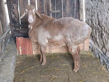 дойних коров: Продаю | Баран (самец) | Для разведения — 3