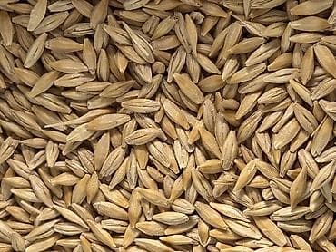 Продаю ячмень для посева. В Чуйской обл. панфиловский р-н., село