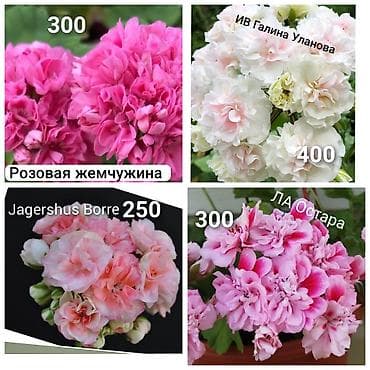 арбуз кара балта: В наличии крупные детки сортовых пеларгоний,цены на фото.Бишкек‼️ — 7