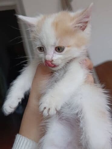 показы 1 354 72 договорная кошка даром британская короткошёрстная 1 год мальчик метис 2 позвонить написать: Очаровательные котята домашнего помёта. Описание: - Возраст на фото — 2