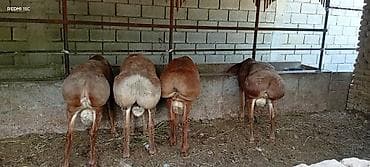 кормушка для крс: Продаю | Баран (самец) | Для разведения | Племенные — 1