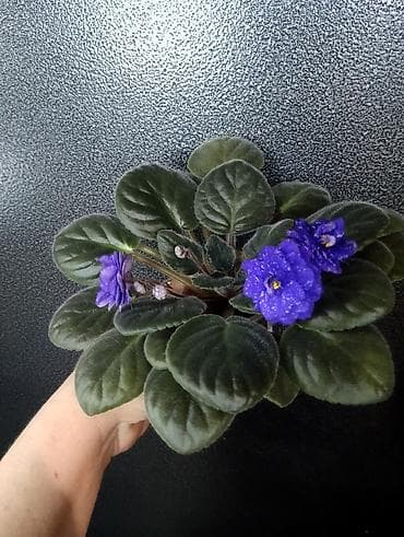 фиалка сортовая: Продаю взрослые фиалки 🌺🌺🌺.Цена 300-350-400.Нахожусь в районе Тоголок — 1