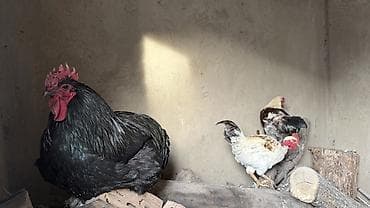 Продаю | Куры | Домашняя | Для разведения