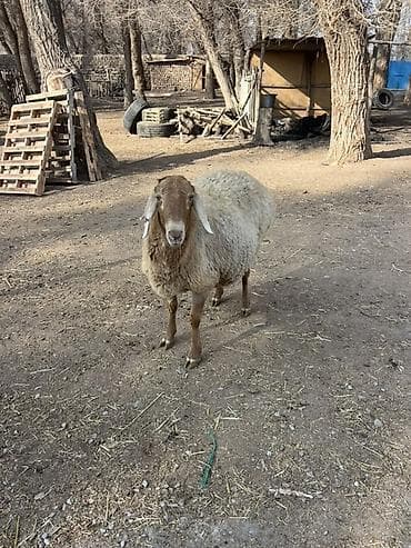 меняю на баран: Продаю | Овца (самка) | Для разведения | Матка — 2