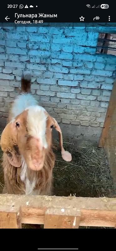 Корма для с/х животных: Продаю | Коза (самка) | Битал | Для разведения | Племенные — 1