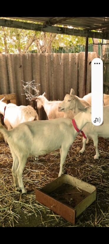 Продаю | Коза (самка) | Для разведения
