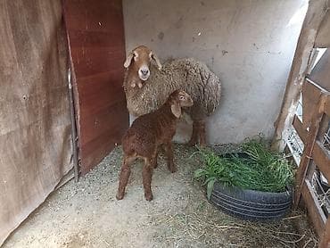 купить овец: Продаю | Баран (самец) — 3