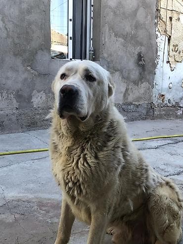 золотистый ротвейлер: Алабай, 1 год, Самец — 4