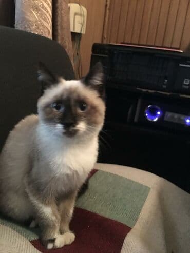 сиамский котенок: Мышык бекер берилет: Сиам, 5 айлык, Ургаачы — 2