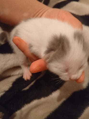 кошка купить бишкек: Отдам/продам кошку с котятами 🐱 Кошка родила 3 котят (возраст 3,4 — 4