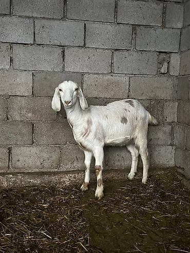 улак: Сатам | Улак | Нубий, Битал | Көбөйтүү үчүн — 2