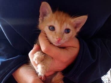 продаю связи с переездом: Кошка даром: Беспородная, Мальчик — 1