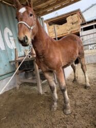 седло спортивное: Продаю | Жеребенок | Рабочий — 2