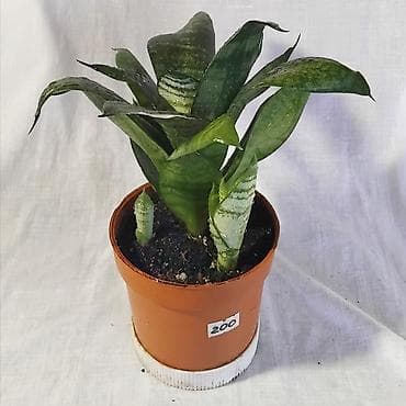 делал: Очищает воздух лучше большинства комнатных растений — это доказано — 3