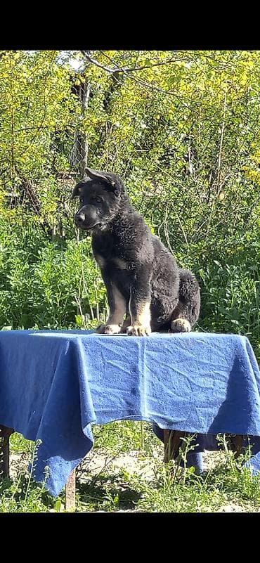 немецкий овчарка черного окраса: Питомник «Верное Сердце» — щенки восточноевропейской овчарки (ВЕО) — 3