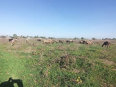 овчарку купить: Продаю | Овца (самка) | Для разведения | Матка — 8