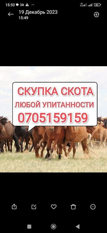 Частное лицо, Колбасный цех : Коровы, быки, Лошади, кони, | На откорм, Любое состояние, Забитый