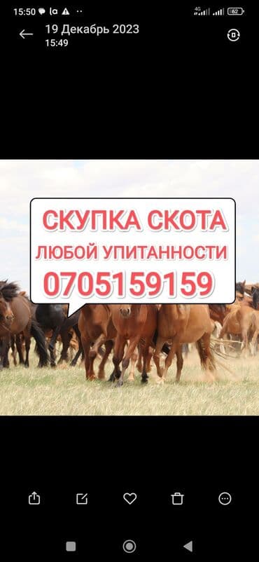 животные живые: Куплю | Коровы, быки, Лошади, кони | Круглосуточно, Любое состояние, Забитый — 1