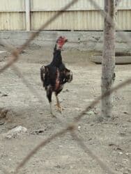 продаю мерседес сапог всё модели бишкек: Дакан мекиш сатылат активный алмашу жолдору бар адрес Бишкек Заря — 1