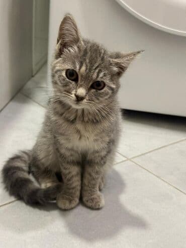 кошачий наполнитель: Беспородная, 3 месяца, Девочка, Серый — 4